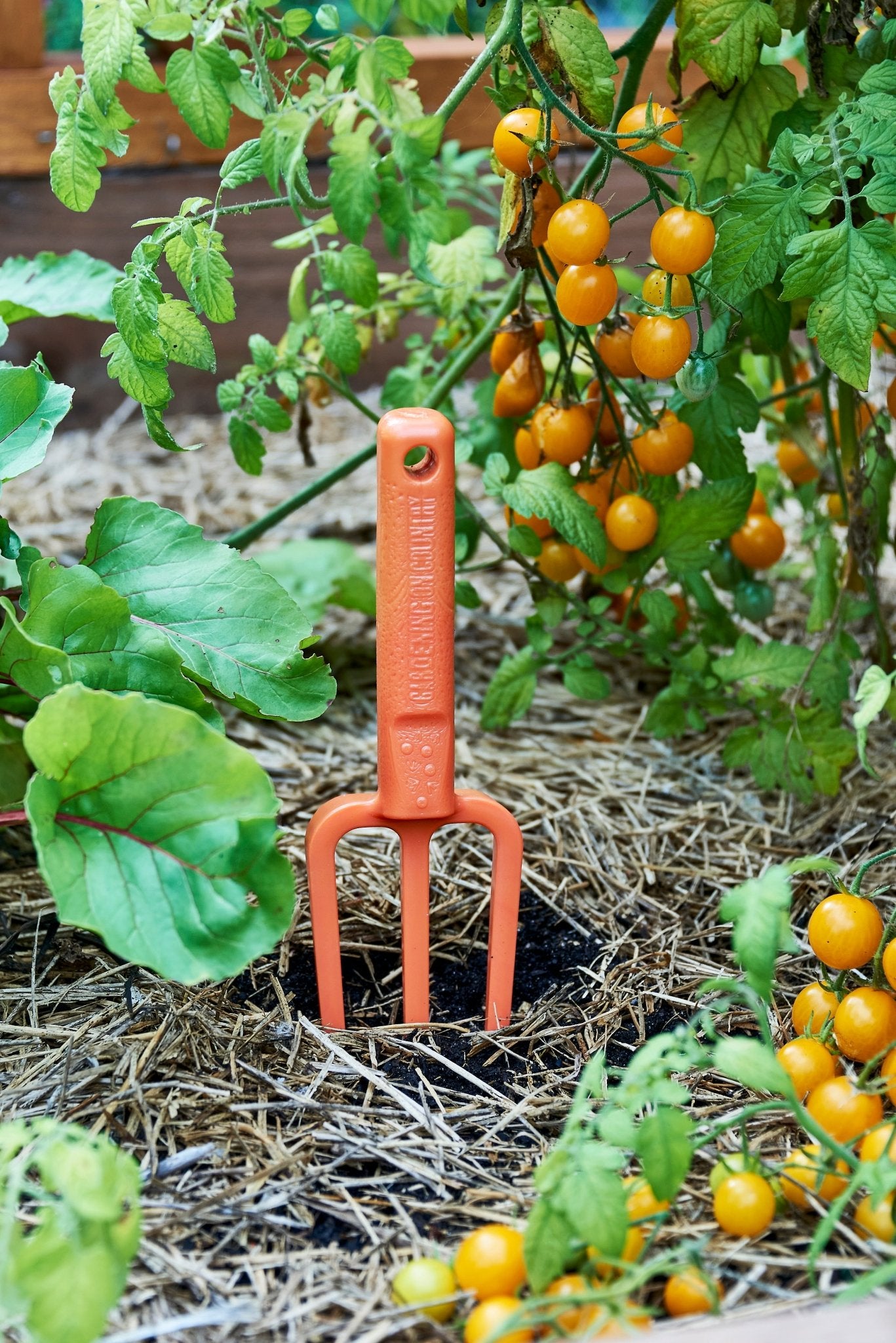 Recycled plastic orange gardening fork tool in a garden with cherry tomatoes