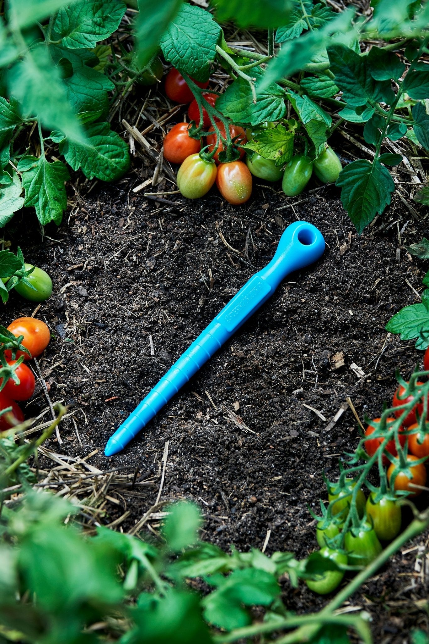Blue recycled plastic garden dibbler tool on soil with young tomatoes in a garden setting