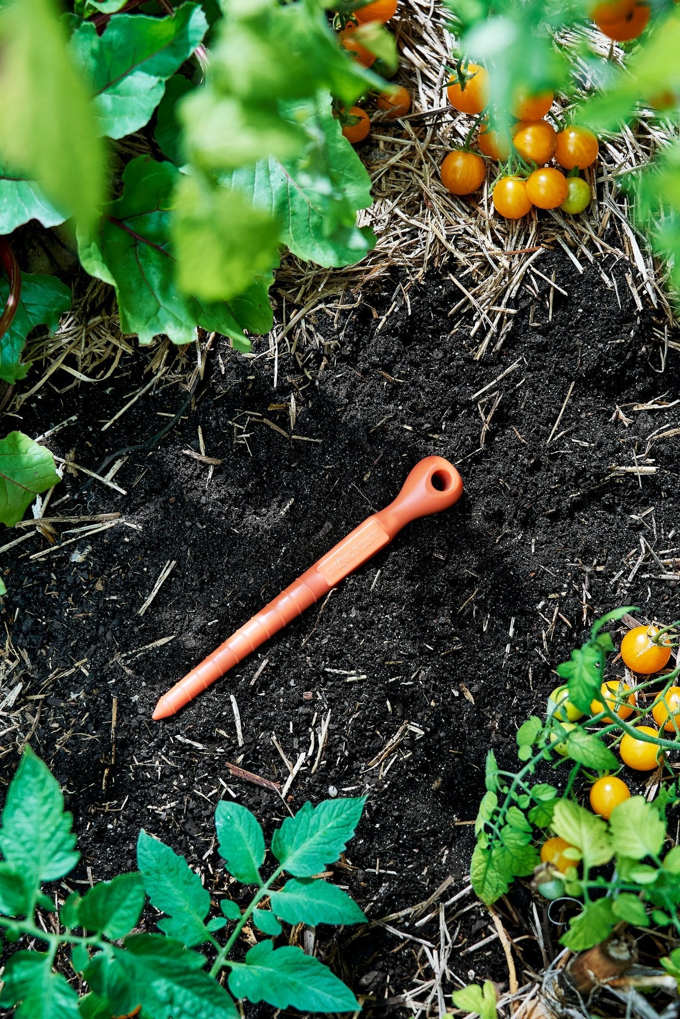 Recycled plastic garden dibbler tool in soil with young tomatoes growing around