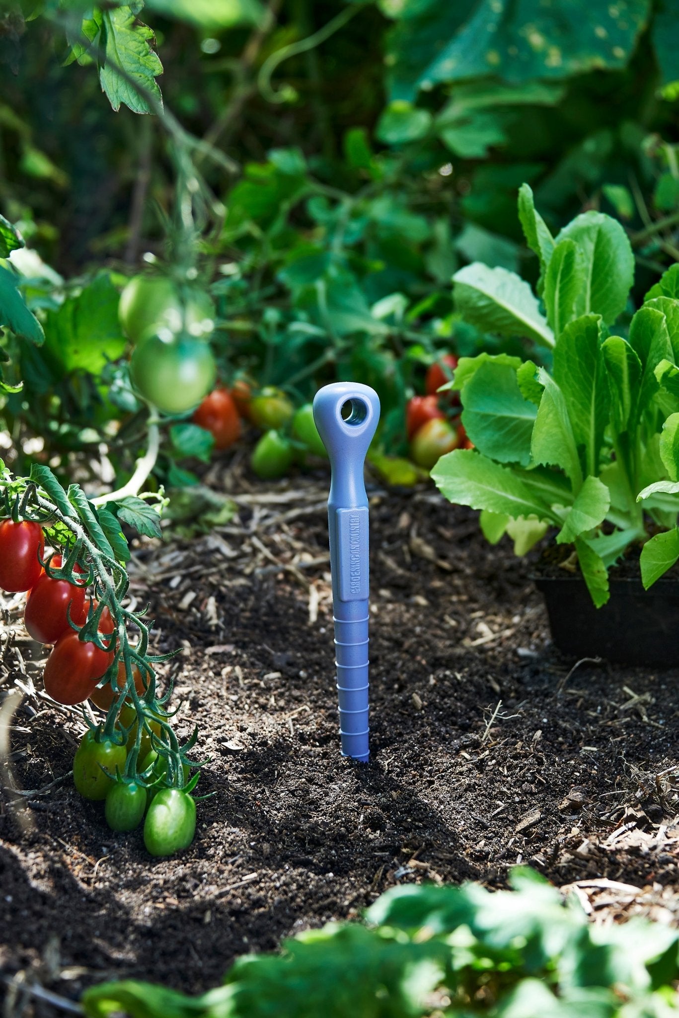 Recycled plastic purple garden dibbler tool in soil with plants and tomatoes in the background