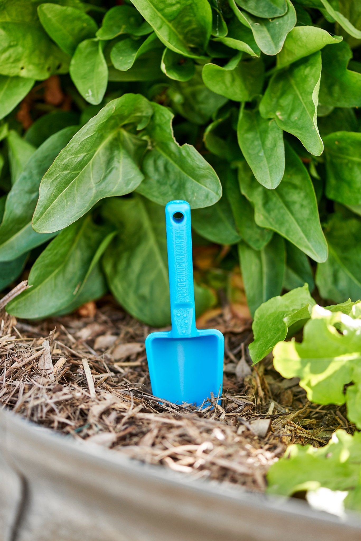 joey-trowel-blue-tool-in-vegetable-garden-dirt-gardening-eco