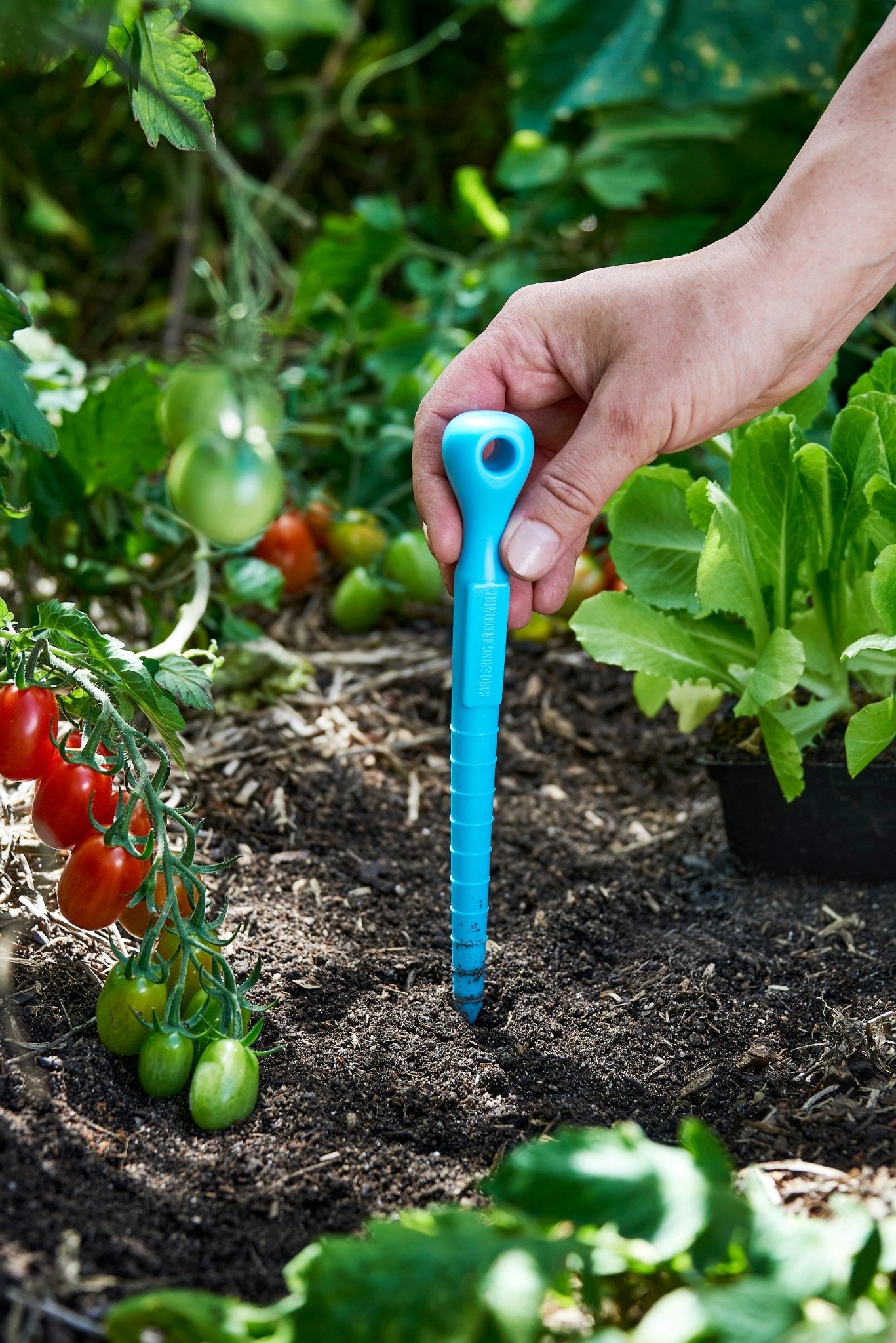 Hand using a blue garden dibbler tool in a garden with plants and tomatoes.
