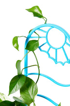 Green vine plant climbing over a blue recycled plastic plant trellis on a white background
