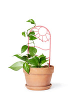 Recycled plastic  pink plant trellis with creeping plant supported