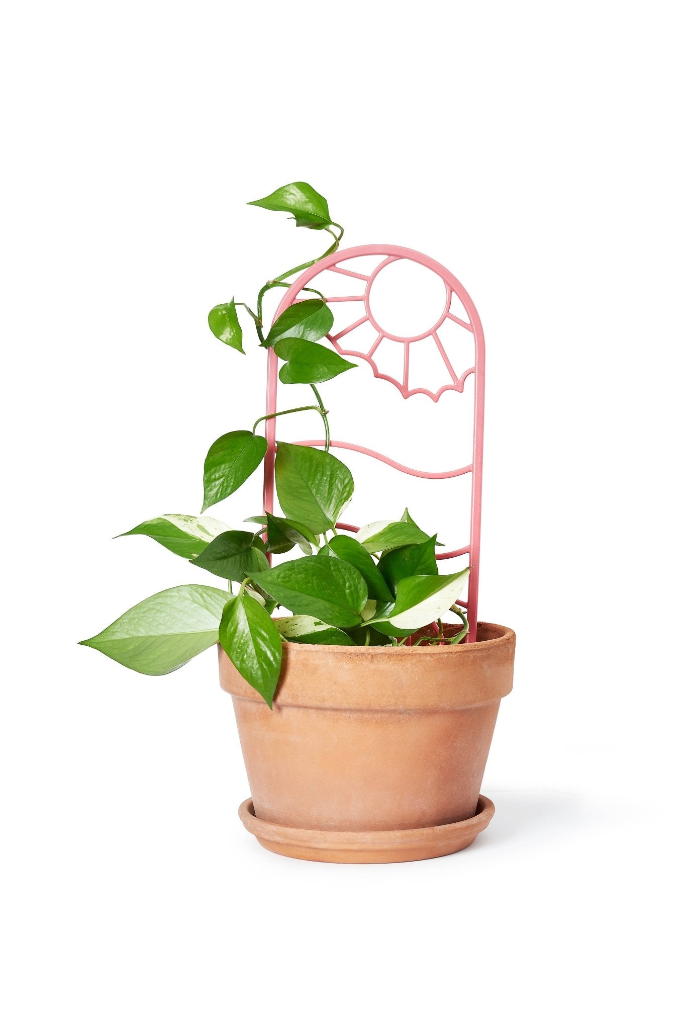 Recycled plastic  pink plant trellis with creeping plant supported