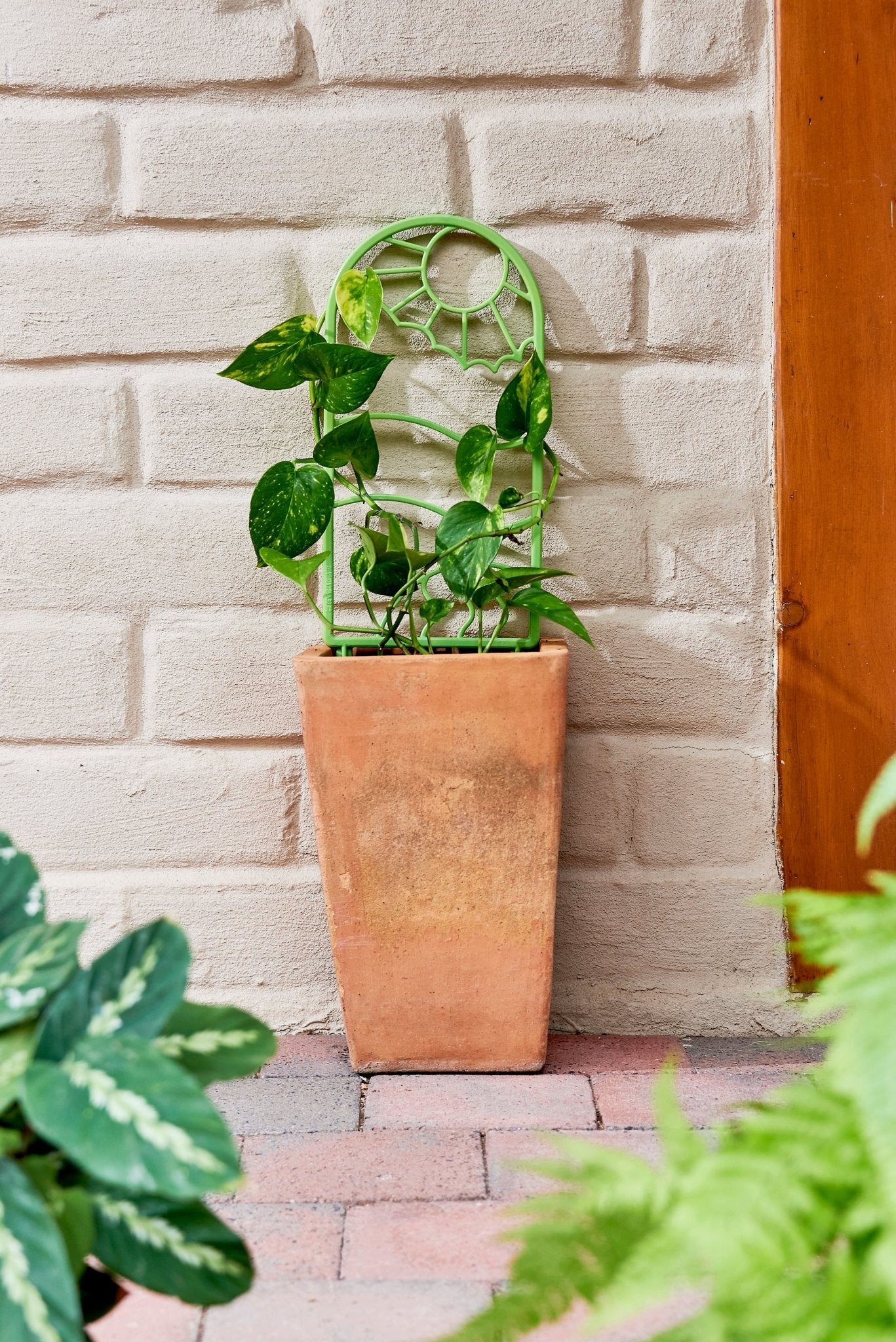 Tall terracotta pot with green creeping plant and recycled plastic plant trellis against a light brick wall