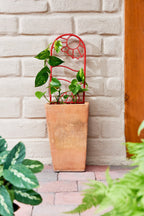 Potted creeping plant with a red recycled plastic plant trellis in terracotta pot. 